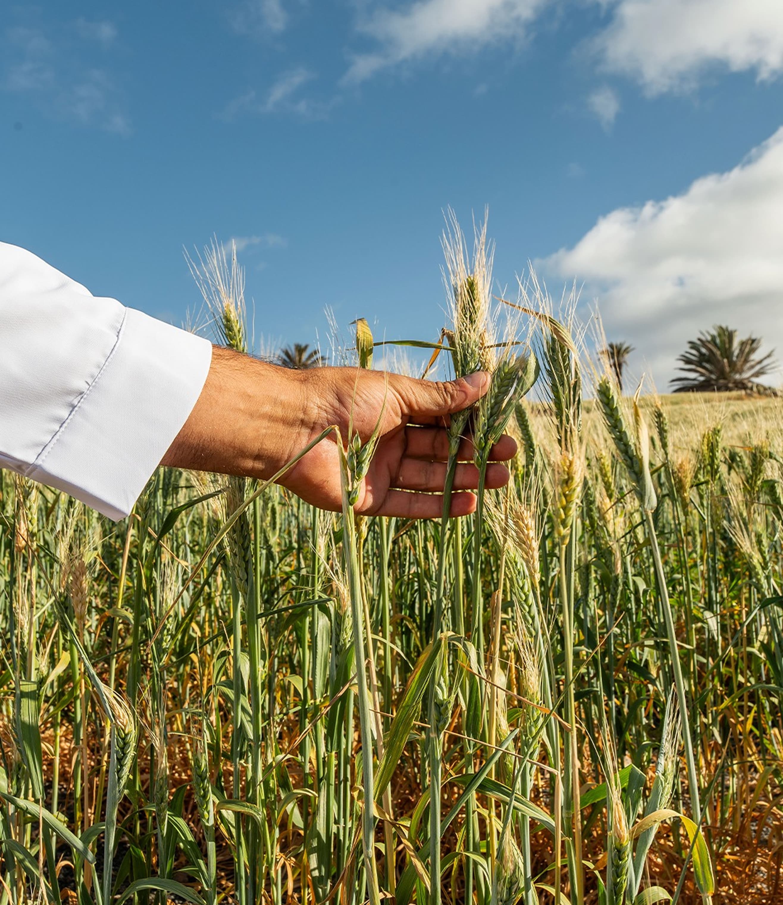 Imagen de una persona recolectando grano